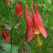 Columbine Flowers VINE, BAREROOT-,Aquilegia canadensis- great perennial - Caribbeangardenseed