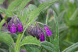 Comfrey Seed(Symphytum Officinale) used as a healing herb for centuries. - Caribbeangardenseed