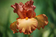Tall Bearded Iris Iris Copper Classic'), Perennial Bareroot Plant - Caribbeangardenseed