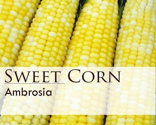 Ambrosia bi- Color Sweet Corn Seeds. - Caribbeangardenseed