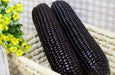 BLACK AZTEC SWEET CORN- Zea mays - Makes an excellent blue cornmeal.90 days. - Caribbeangardenseed