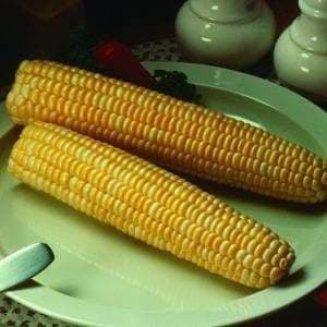 Honey and Cream Corn Seed, Sweet taste and easy to grow in small patches, great for home gardeners - Caribbeangardenseed