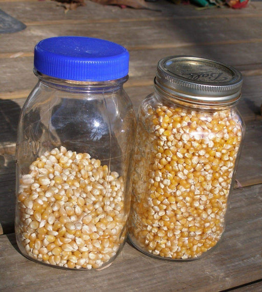 Corn Seeds - Tom Thumb Popcorn - Zea mays -open-pollinated. - Caribbeangardenseed
