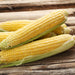 Robust 997 Corn Seed, Shoots microgreens /Popcorn - Caribbeangardenseed