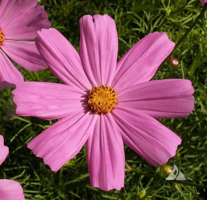 Cosmos ‘Pinkie’ (Cosmos bipinnatus) annual Flowers Seed - Caribbeangardenseed