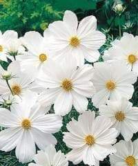 Cosmos Bipinnatus Seeds - Pure White (Cosmos 'Purity') Wildflower Seeds - Caribbeangardenseed