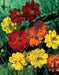 Sulphur Cosmos, Dwarf Mixed (Cosmos sulphureus) Flowers Seeds - Caribbeangardenseed
