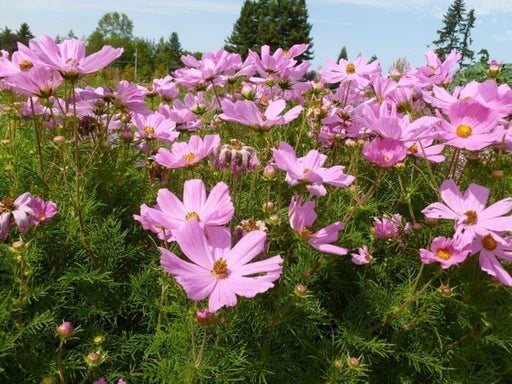 COSMOS Flowers Seeds -DWARF PINK - Easy to grow - Caribbeangardenseed
