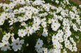 COSMOS Flowers Seeds -DWARF WHITE - Tolerates poor, dry soil - Easy to grow Flowers - Caribbeangardenseed