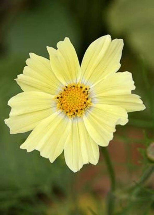 Cosmos Flowers Seeds ,YELLOW ,One of the most popular annuals Flowers to grow ! - Caribbeangardenseed
