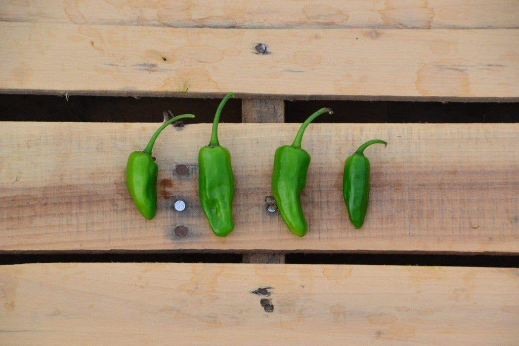 Costeno Rojo Pepper Seeds(Capsicum annuum) Perfect for drying - Caribbeangardenseed