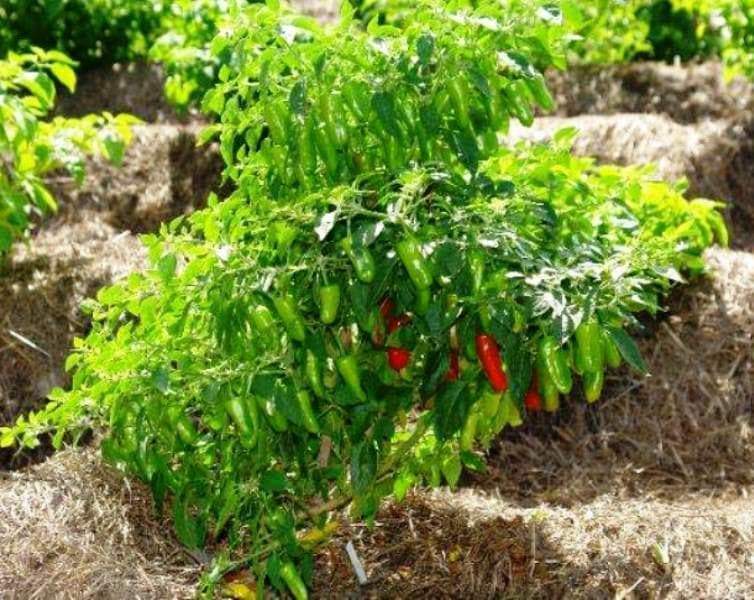 Costeno Rojo Pepper Seeds(Capsicum annuum) Perfect for drying - Caribbeangardenseed
