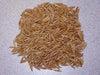 certified organic California Red Oats seed,2 lb./1000 sq.ft or 60 lb/acre - Caribbeangardenseed