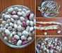 Cranberry Bean Also known as âborlottiâ beans, Heirloom ,Easy to plant and do not require much care or attention - Caribbeangardenseed