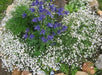 Creeping Baby's Breath Flowers Seeds - WHITE . - Caribbeangardenseed