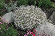 Creeping Baby's Breath Flowers Seeds - WHITE . - Caribbeangardenseed