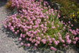 Creeping Crossworts Seeds ,Phuopsis Crucianella stylosa, pink flowers, fast growing ground cover - Caribbeangardenseed