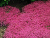 Creeping Thyme Seeds - Magic Carpet - Caribbeangardenseed
