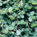 Creeping Wire Vine ,a.K.a Mattress Vine (Seeds) Muehlenbeckia axillaris - Caribbeangardenseed