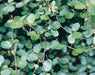 Creeping Wire Vine ,a.K.a Mattress Vine (Seeds) Muehlenbeckia axillaris - Caribbeangardenseed