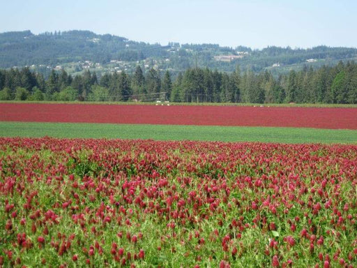 Crimson Clover Seeds,Improve Your Garden Soil,Cover-Crop-Raw Or Inoculated! - Caribbeangardenseed