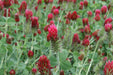 Crimson Clover Seeds,Improve Your Garden Soil,Cover-Crop-Raw Or Inoculated! - Caribbeangardenseed