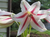 Crinum Lily,Peppermint (1 Bulb) summer-blooming - Caribbeangardenseed
