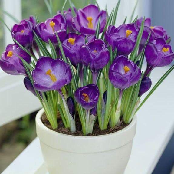 Crocus bulbs,Remembrance, First Flowers of Spring - Caribbeangardenseed