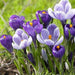 Crocus bulbs,Remembrance, First Flowers of Spring - Caribbeangardenseed