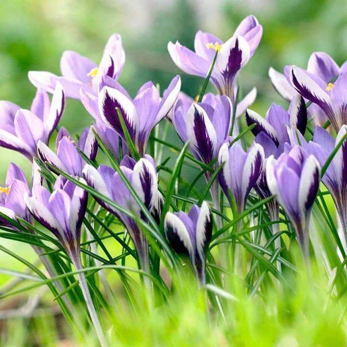 Crocus Spring Beauty, A hard-to-find variety, Wonderful in bedding,Rock gardens,borders, Now Shipping - Caribbeangardenseed