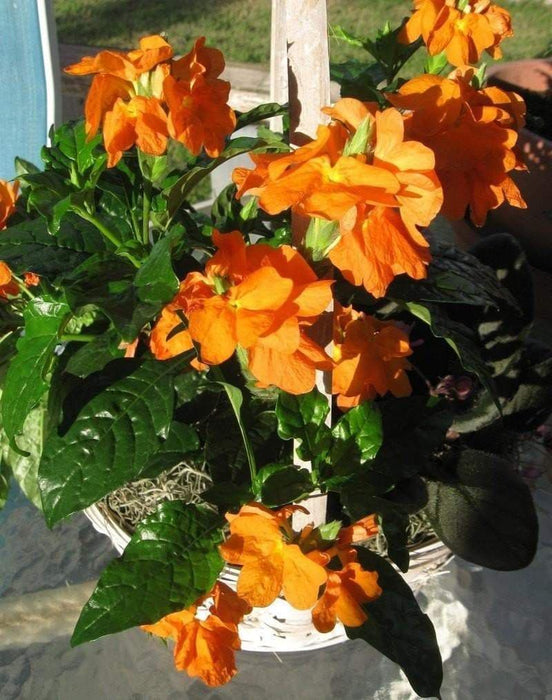 Crossandra Orange Marmalade - Firecracker Flower- Very Rare Tropical Plan - Caribbeangardenseed