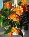 Crossandra Orange Marmalade - Firecracker Flower- Very Rare Tropical Plan - Caribbeangardenseed