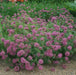 Crossworts Seeds ,Phuopsis Crucianella stylosa - Pink Flowers - Caribbeangardenseed