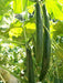 Japanese Long Cucumber SEEDS "Sooyow Nishiki" ( Cucumis sativus ) Asian Vegetable - Caribbeangardenseed