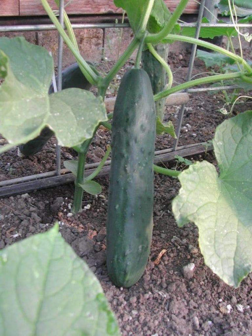 Cucumber , Streight Eight, Heiloom, ORGANIC SEEDS, GREAT For SaladS/Snacks - Caribbeangardenseed