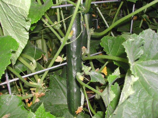 Cucumber , Streight Eight, Heiloom, ORGANIC SEEDS, GREAT For SaladS/Snacks - Caribbeangardenseed