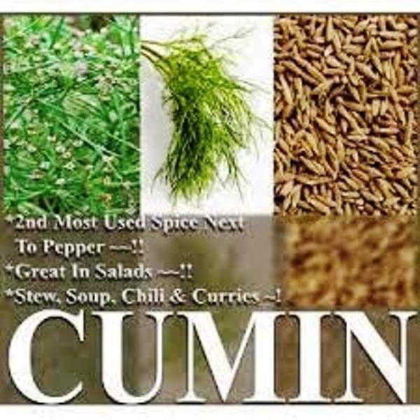 Cumin Plant Seeds (Cuminum Cyminum) - Caribbeangardenseed