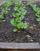 Cylindra Beet Seed, Heirloom vegetable - Caribbeangardenseed