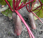Cylindra Beet Seed, Heirloom vegetable - Caribbeangardenseed