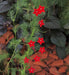 Cypress Vine Red (Ipomoea Pennata Red) a beautiful climbing vine, - Caribbeangardenseed