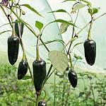 czech black Hot Pepper ,Capsicum annuum,SEEDS - Caribbeangardenseed
