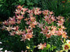 Lilium Royal Sunset ,Hybrid Lily Bulbs,Great for cut flowers - Caribbeangardenseed