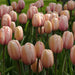 Tulip Salmon Impression ( Bulbs) Bloom Spring, FALL PLANTING - Caribbeangardenseed