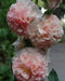 Hollyhock flowers seeds, Alcea rosea, peaches n dreams, Double flowers, Hard to find color - Caribbeangardenseed