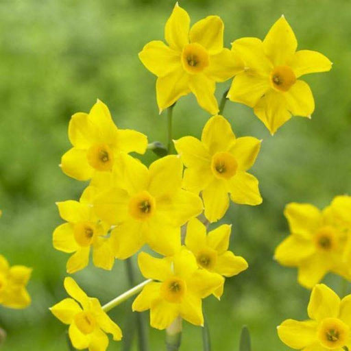Daffodil Bulbs ,Narcissus Baby Boomer,Compact - Caribbeangardenseed