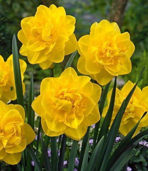 Daffodil Narcissus Double, Golden Ducat, Fall Planting Bulbs ! - Caribbeangardenseed