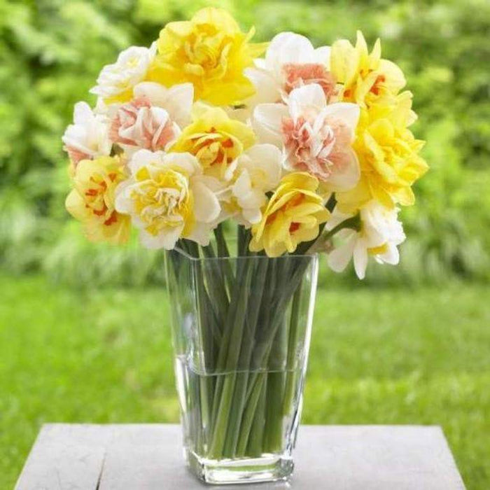 Daffodil Bulbs,Narcissus Double Mixed ! - Caribbeangardenseed