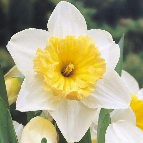 Holland Sensation Daffodil Bulbs ,Fall Planting , - Caribbeangardenseed