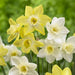 Daffodil Bulbs ,Narcissus Pipit, award-winning , - Caribbeangardenseed