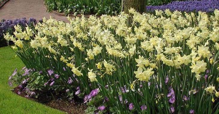 Daffodil Bulbs ,Narcissus Pipit, award-winning , - Caribbeangardenseed